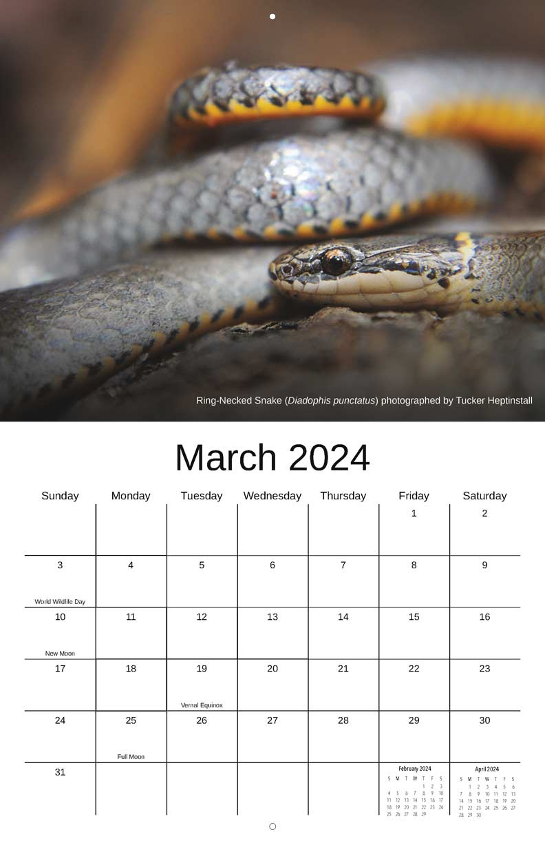 Advocates For Snake Preservation 2024 Calendar - Yearbox Calendars regarding November 2024 Calendar Printable Snake