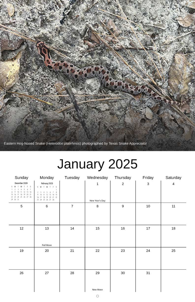 Advocates For Snake Preservation 2024 Calendar - Yearbox Calendars within November 2024 Calendar Printable Snake