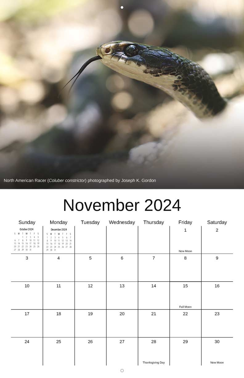 Advocates For Snake Preservation 2024 Calendar - Yearbox Calendars within November 2024 Calendar Printable Snake