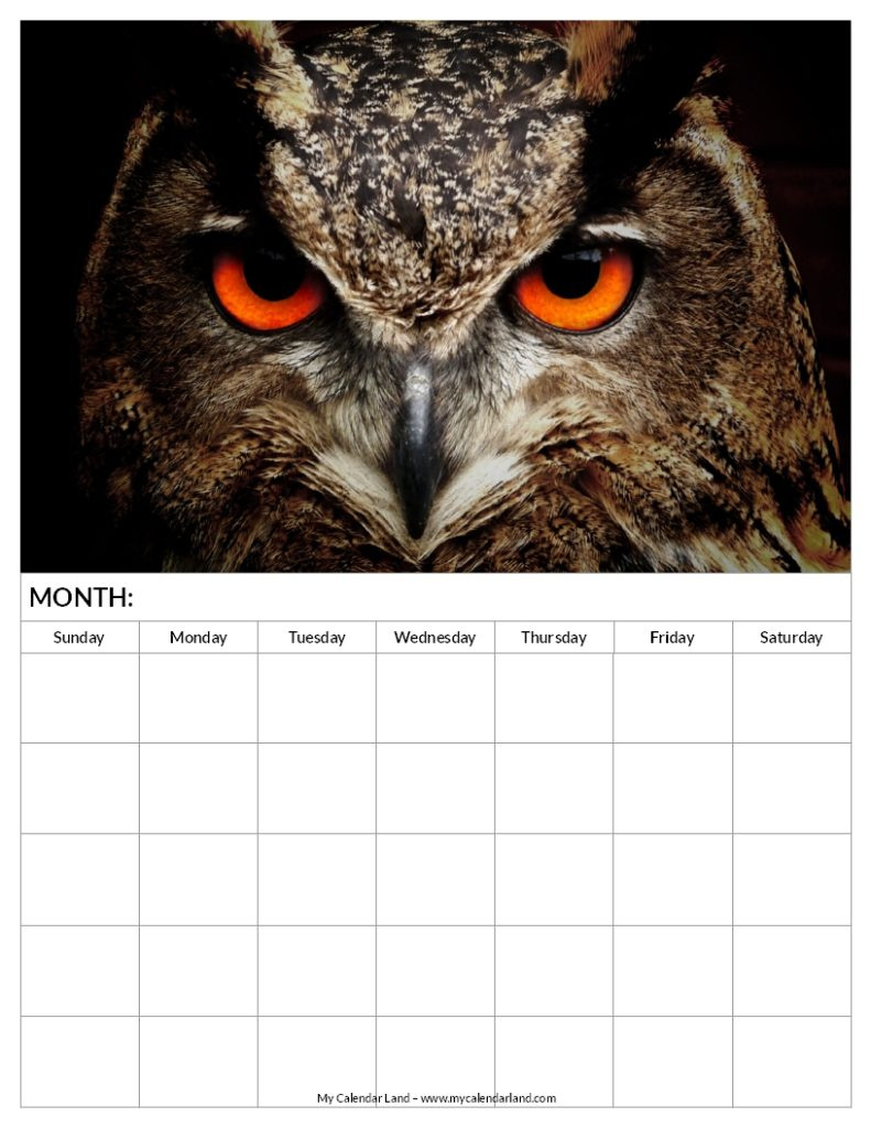 Blank Calendar Printable – My Calendar Land pertaining to November 2024 Calendar Printable Owl