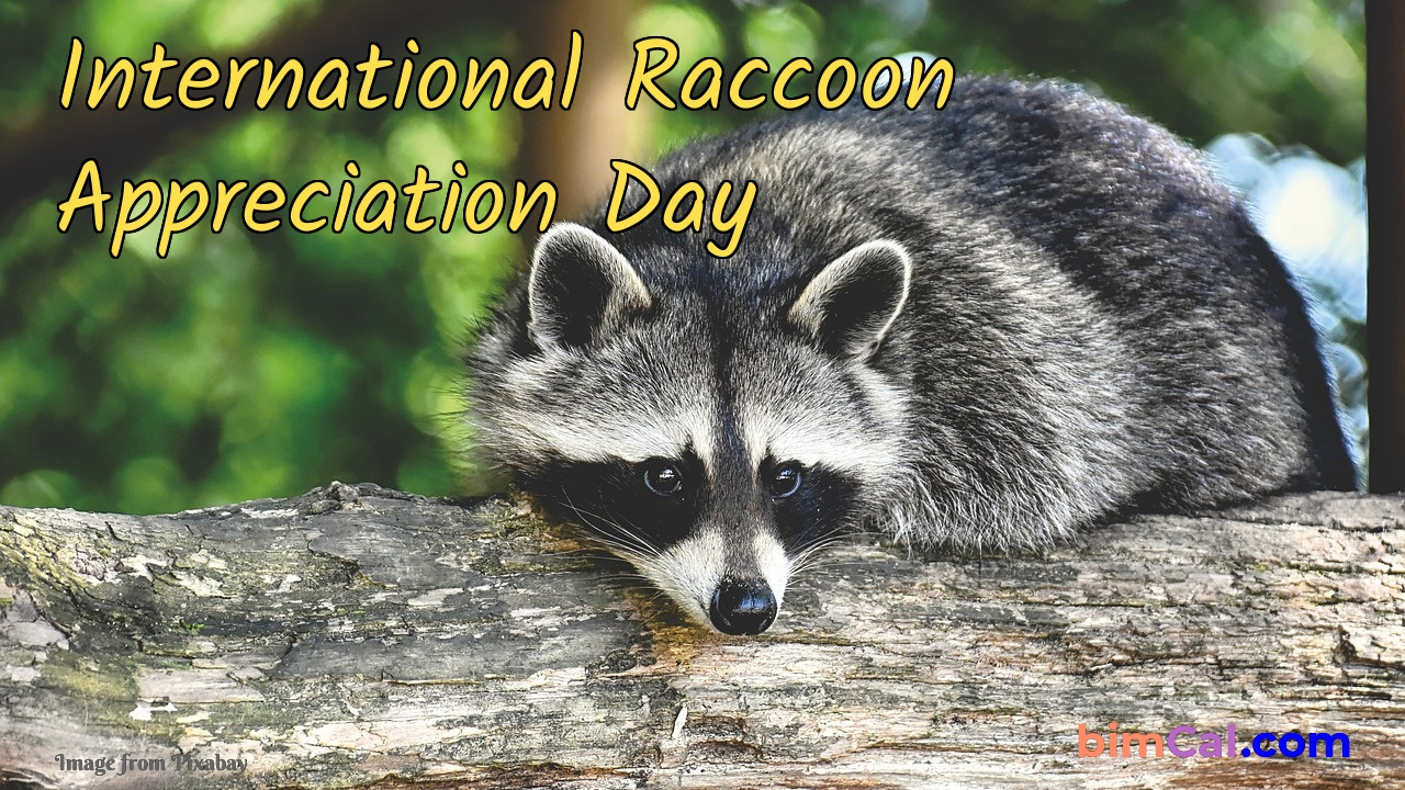 International Raccoon Appreciation Day 2025 throughout October 1st is National What Day 2025