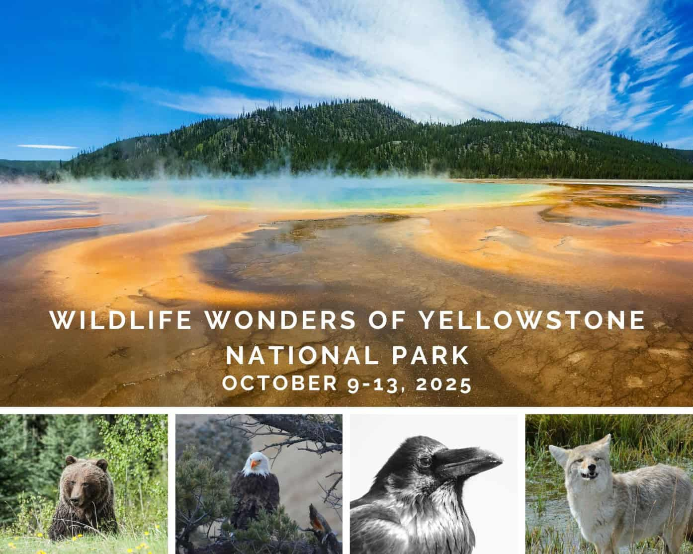 Wildlife Safari: Explore Yellowstone&amp;#039;S Fall Wonders regarding Yellowstone National Park In October 2025