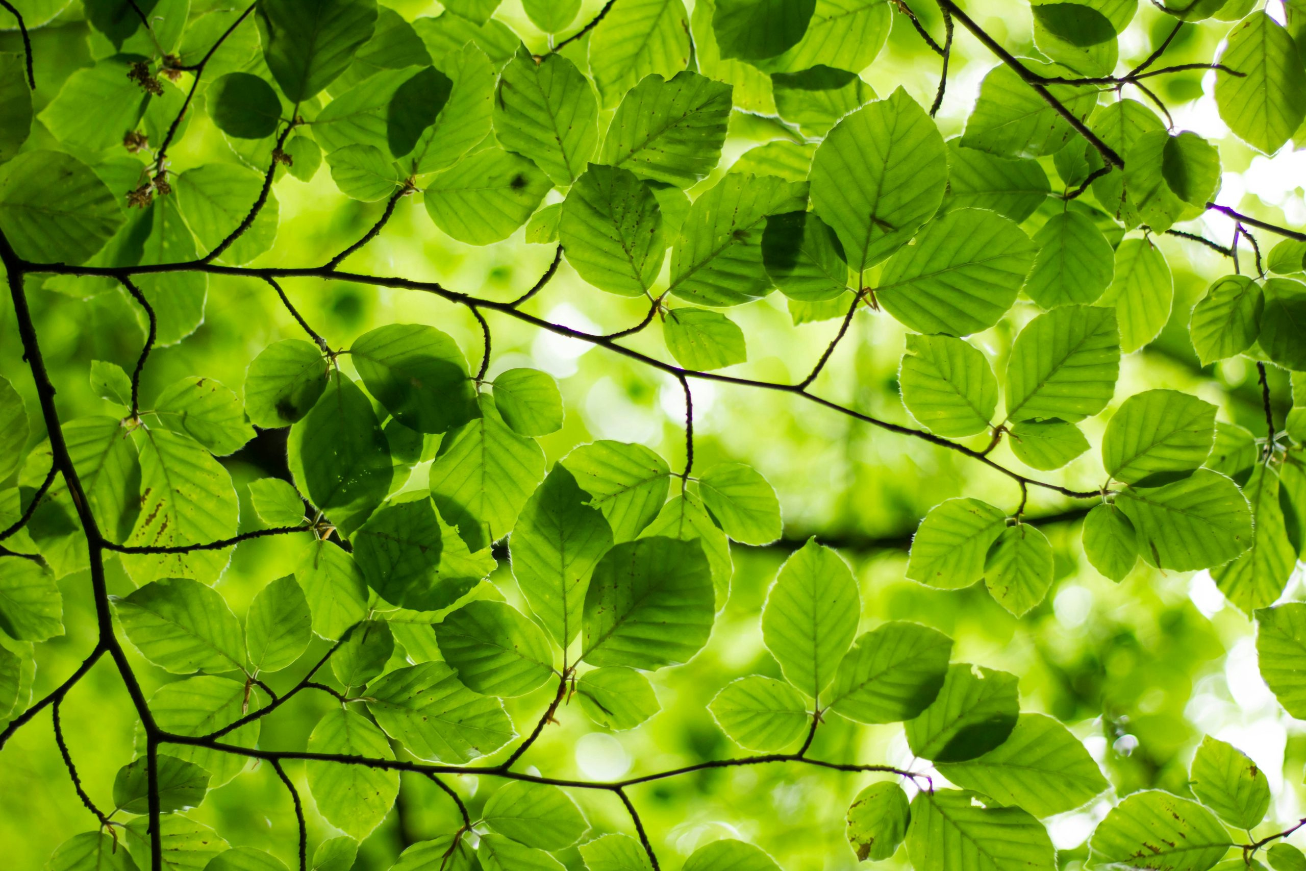 29 - 30 Nov: National Tree Week - Eureka! Science + Discovery inside National Tree Week November 2025