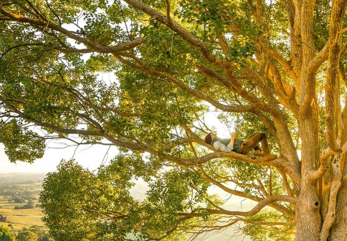 National Tree Week - November 27 - December 5, 2025 - National Today throughout National Tree Week November 2025